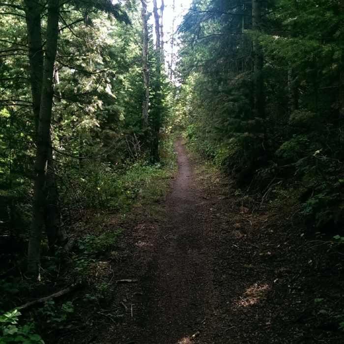 The woods feel surprisingly dense on the Pipeline Trail Near Pipeline
