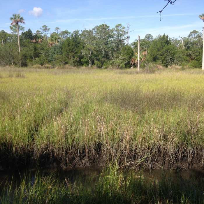 A view of the marsh with a small 'moat' in the foreground and various flora in the background. Near Castaway Island