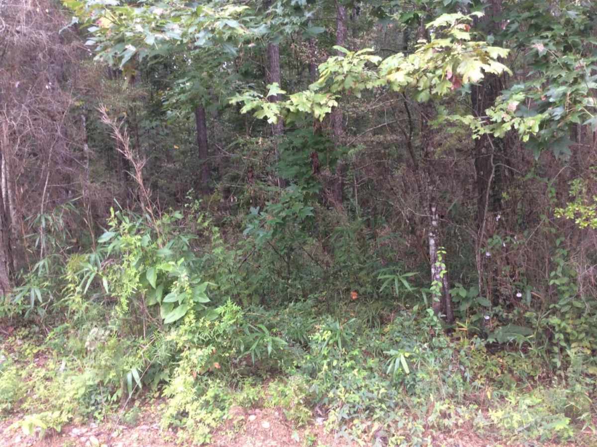 HCNF Woodlawn Trail photo 5