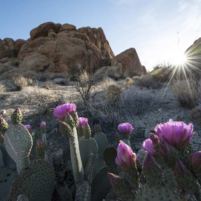 Near Fortynine Palms Oasis Trail