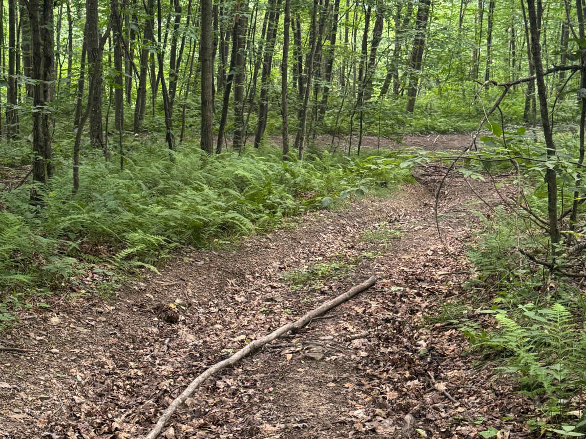 Trail 85 photo 5