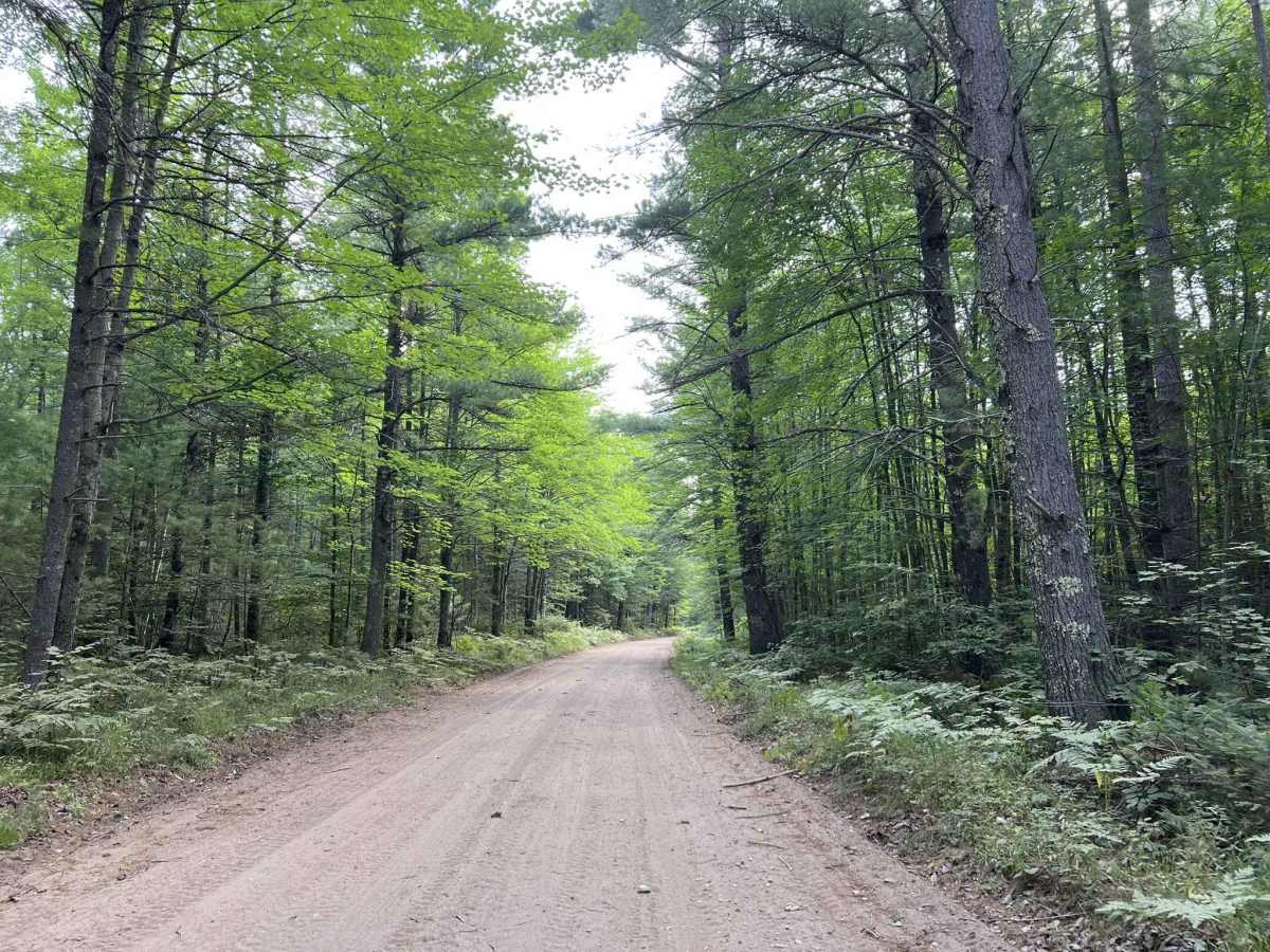 Route FIR - Forest Road 31616 photo 2