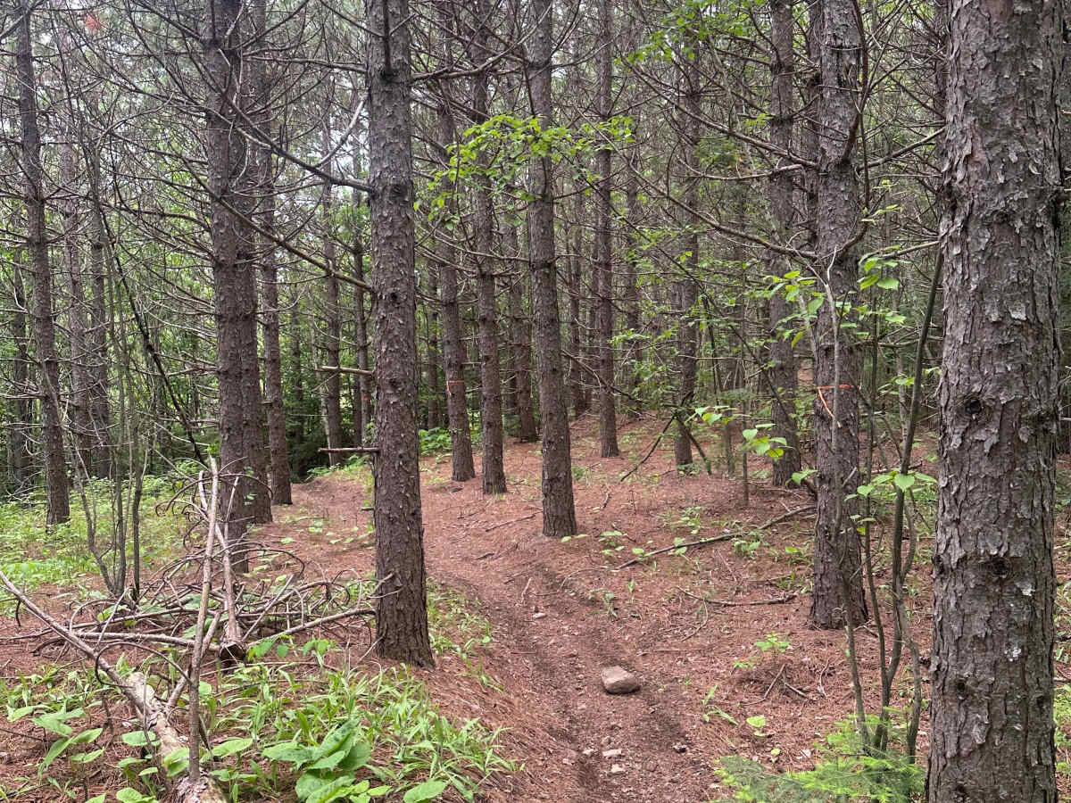 Alger Grade - Trail 1 photo 2