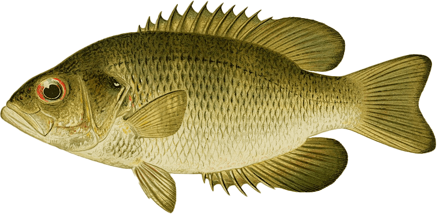 Rock bass
