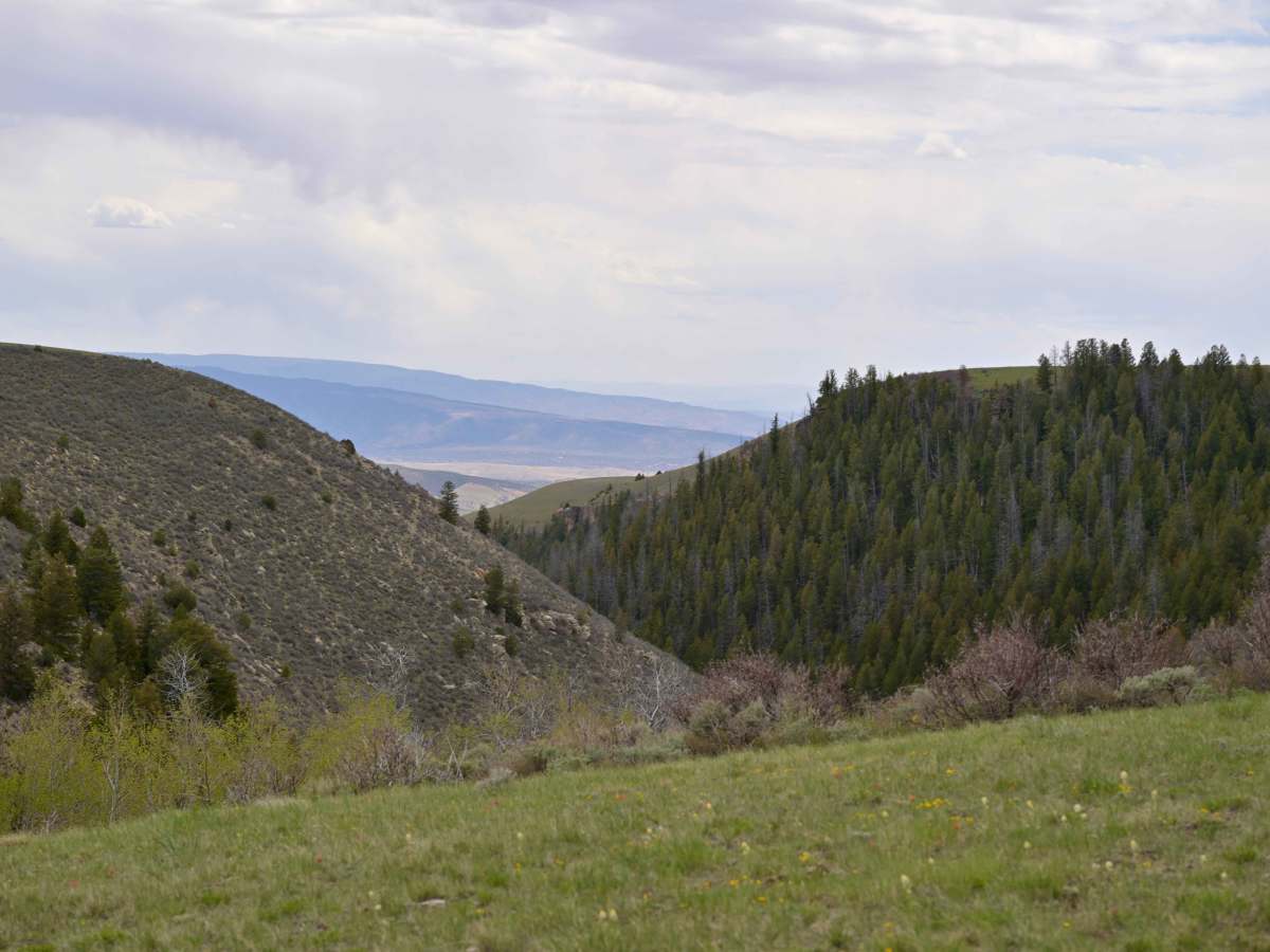 Range Study Loop - FS 10217 trail photo