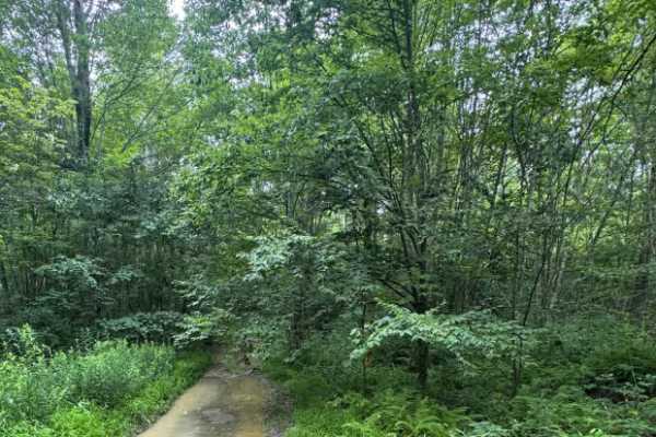 Trail 6