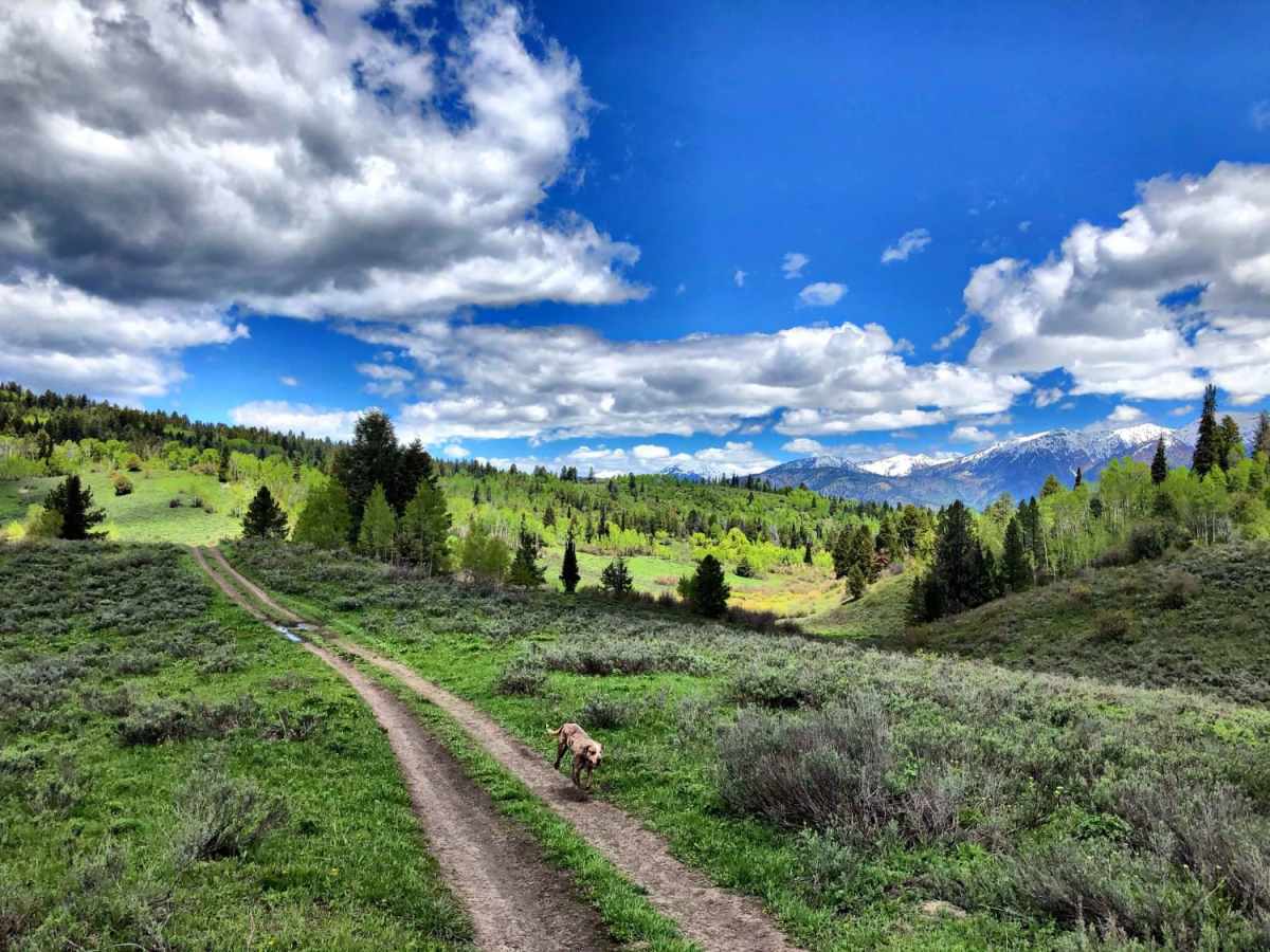Burns Trout Creek Trail photo 4