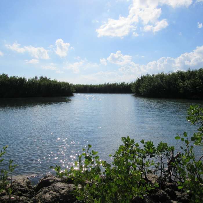 Mangroves are numerous in this area. Near Robin's Birding Trail