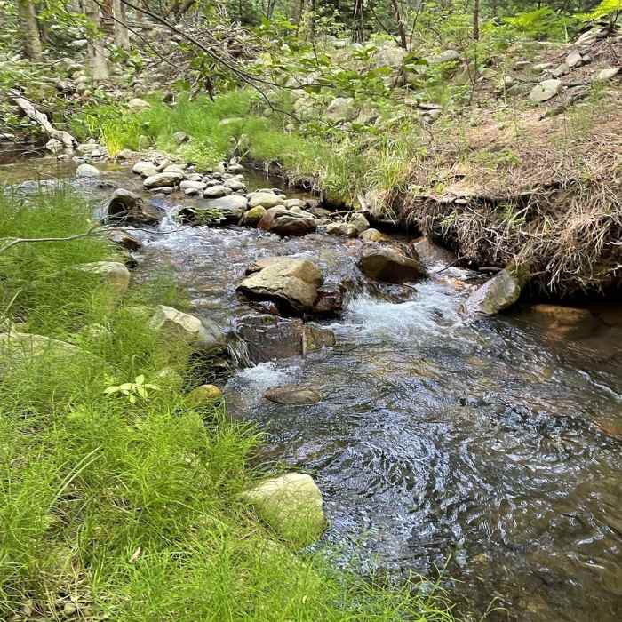 Near Horton Creek Trail