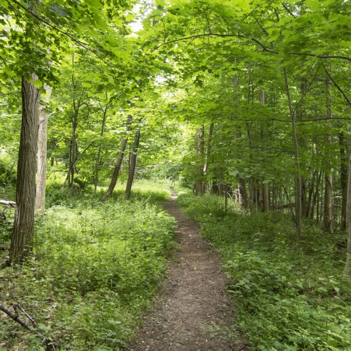 Near Overlook Trail to Lambs Hill