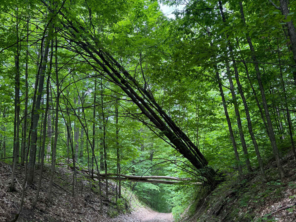Townline Trail trail photo