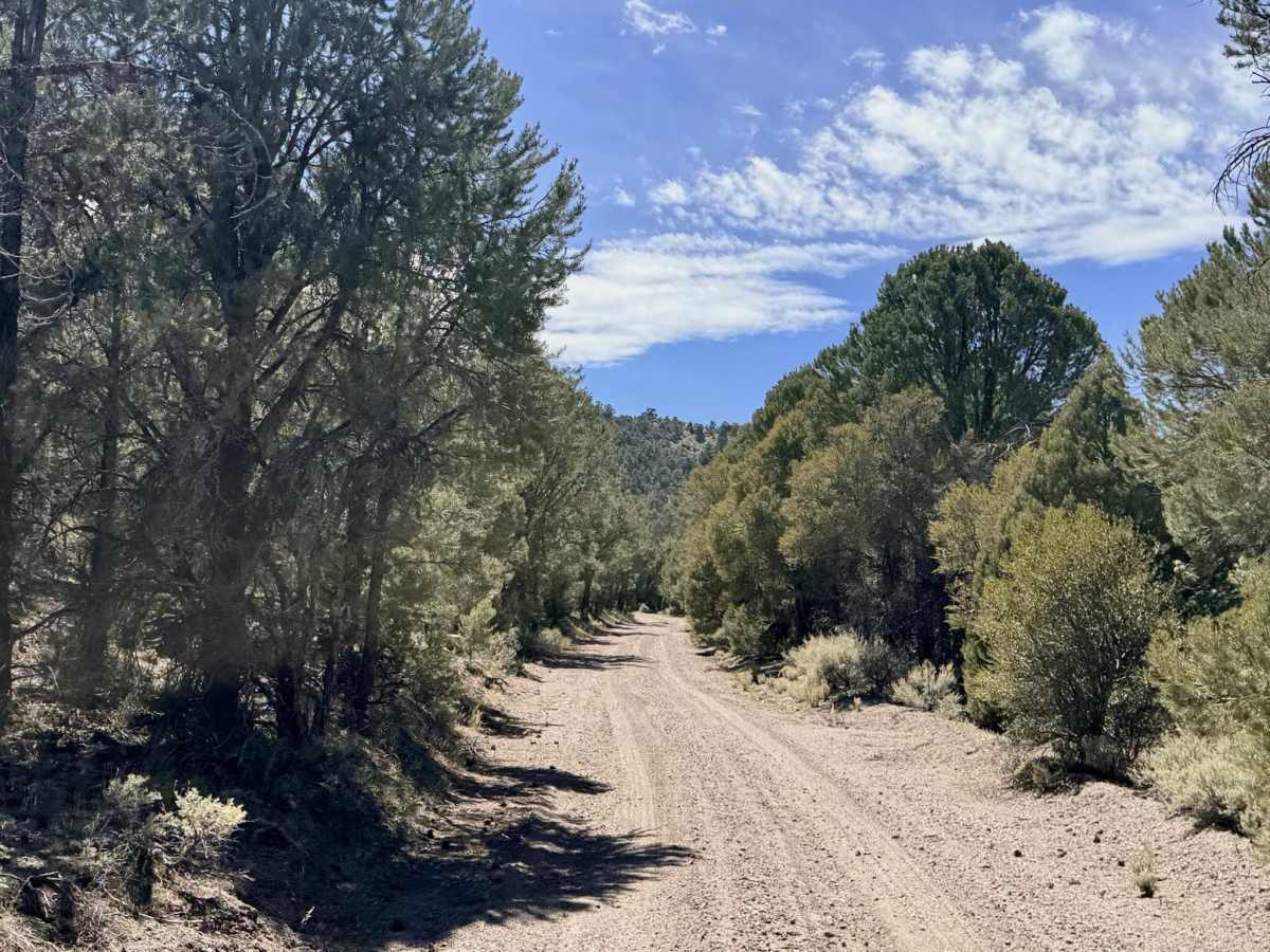 White Sage FS43025 photo 6