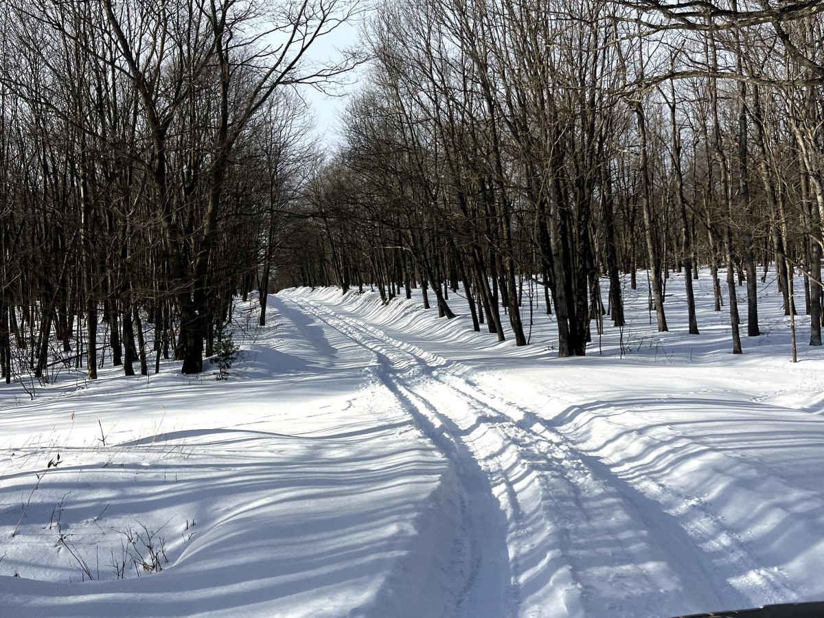 Ponderosa Drive photo 6