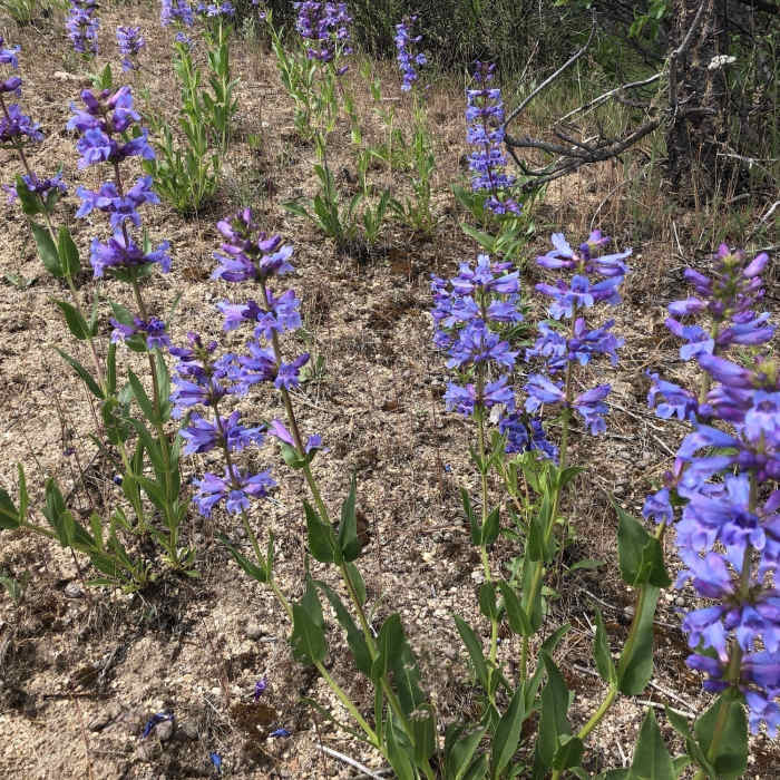 Near Station Creek to Bald Mountian