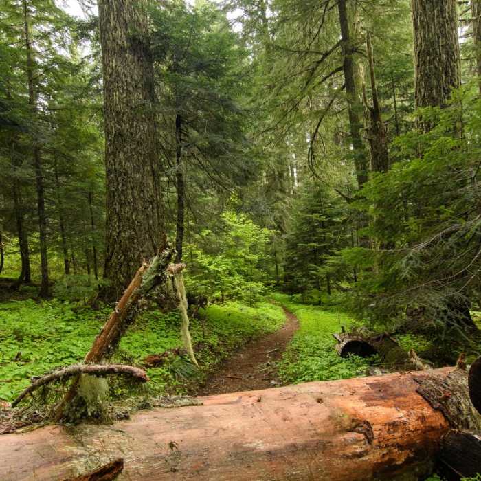 Near Patterson Mountain via Lawler Trailhead