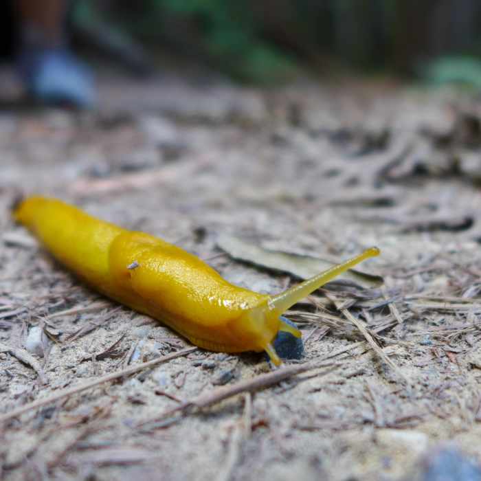 The famous banana slug of the redwoods made a few appearances. Near James Irvine Trail