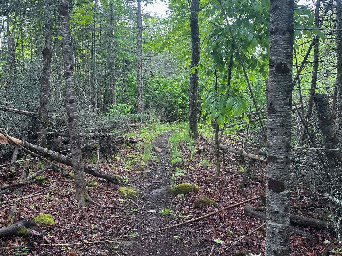 Alger Grade - Trail 11 photo 6
