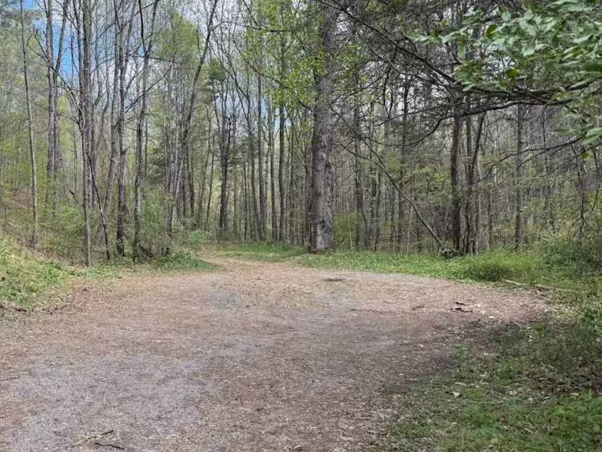 White Oak Draft photo 5