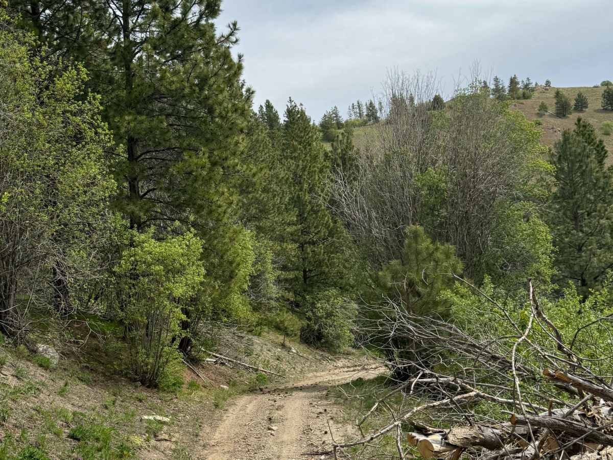 Washington Creek Road - FS 8021 photo 6