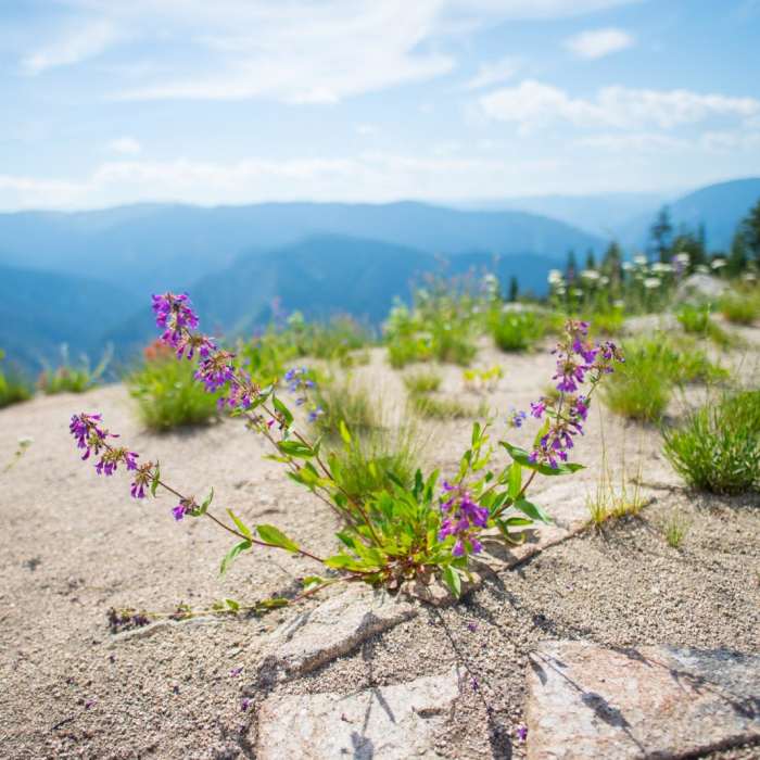 Near Shissler Peak Fire Tower