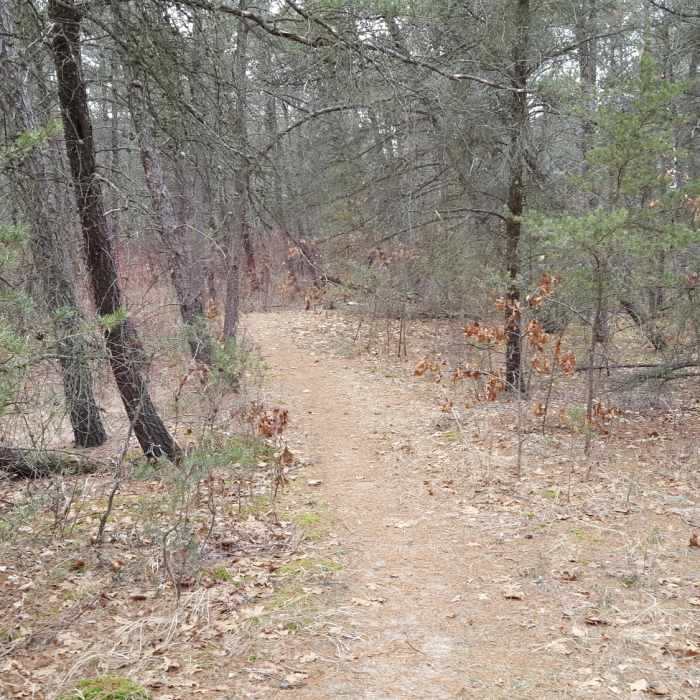 Wooded area of the Dunes Nature Trail. Near Port Crescent Loop