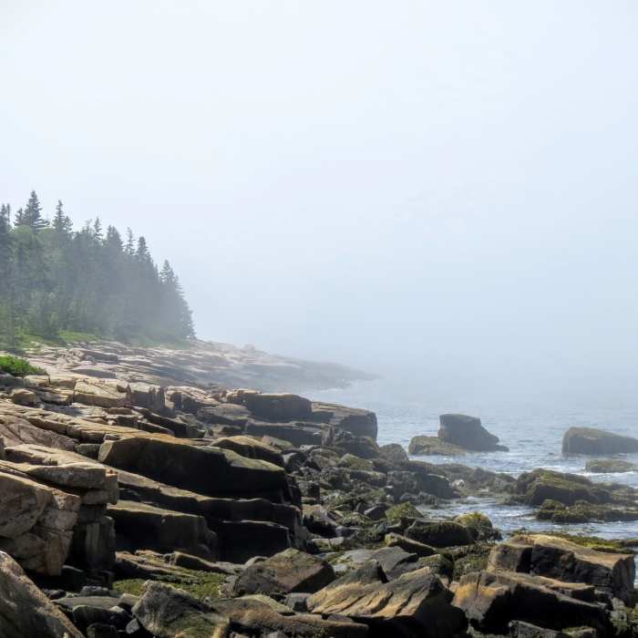 Near Schoodic Head Loop