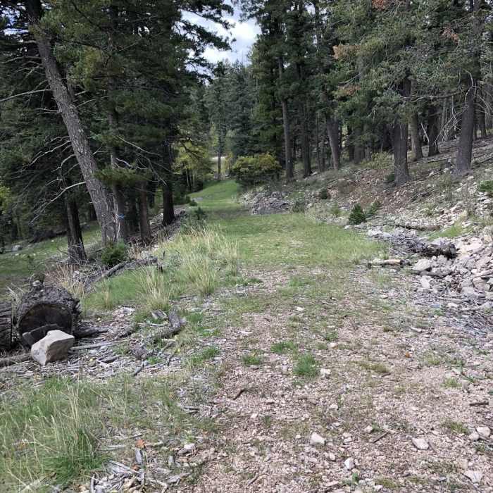 Near Fir Trail T122
