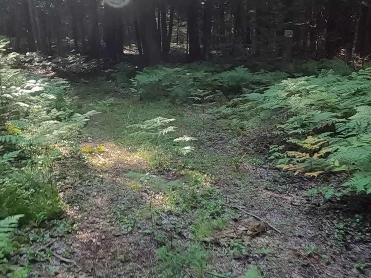 Mormon Creek Spur AB - FSR 2231AB photo 2