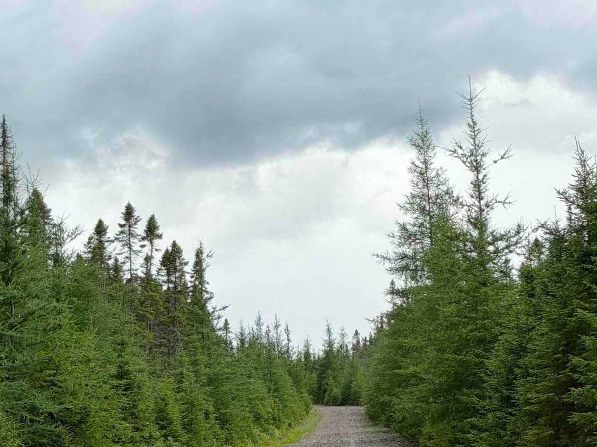 Chemin Bras-d'Apic photo 4