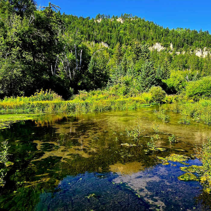 Near Roughlock Falls Trail