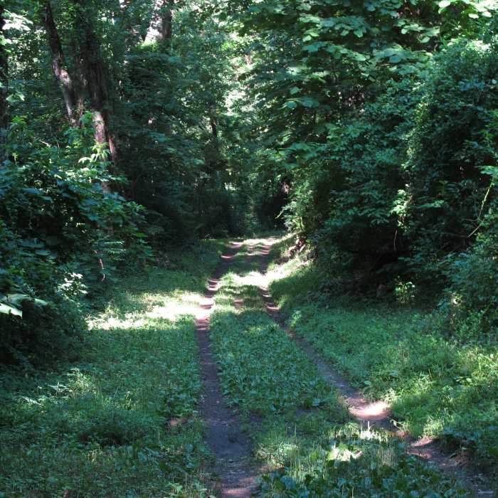 Near Upper Doyles Falls