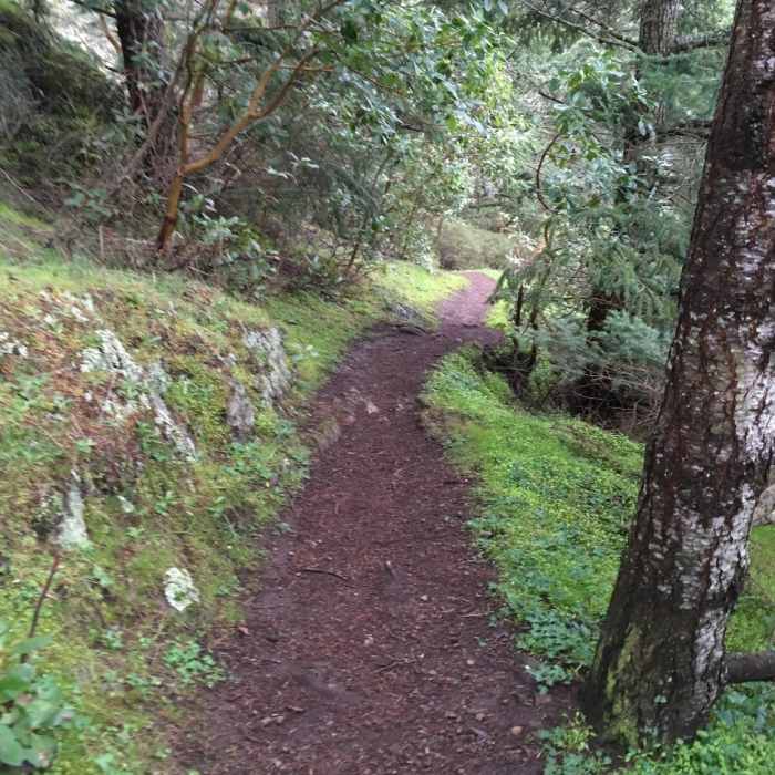 Near Lower Forest Trail
