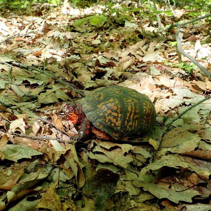 Box turle cossing Steffen trail Near South Stokes Loop