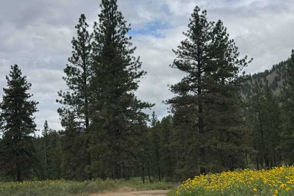 Pearrygin Creek Road