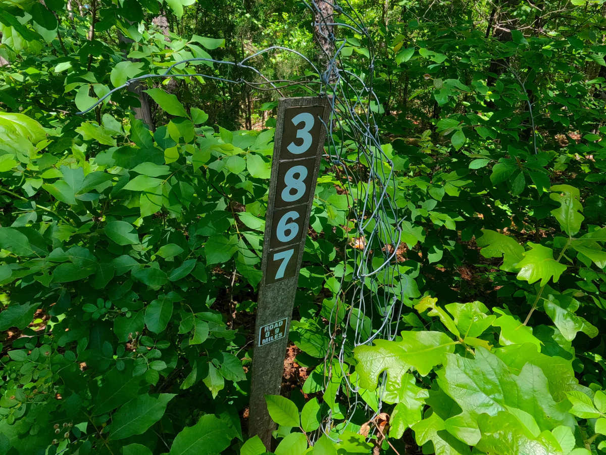 Ants - FS 3867 trail photo