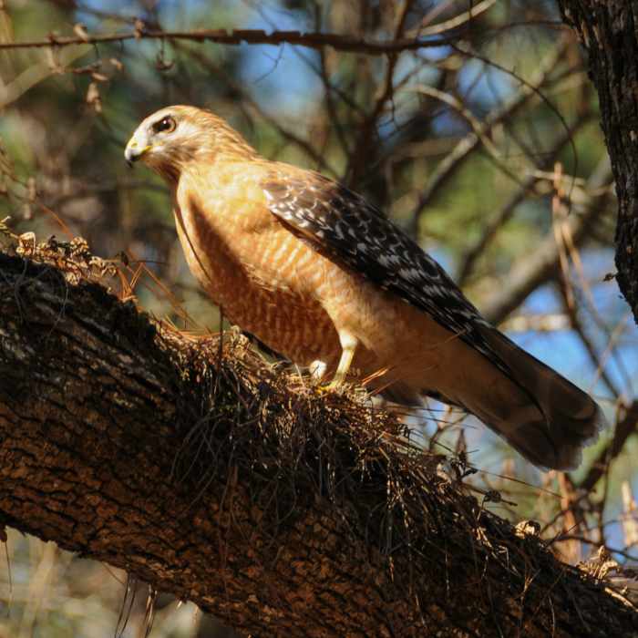 A Red Shouldered Hawk we watched enjoy a mouse Near Sam Houston North Wilderness Loop