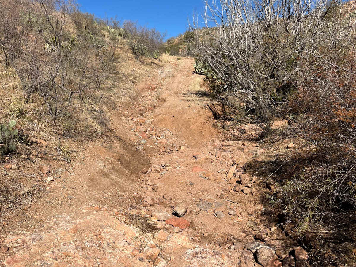Bottletree Loop photo 4