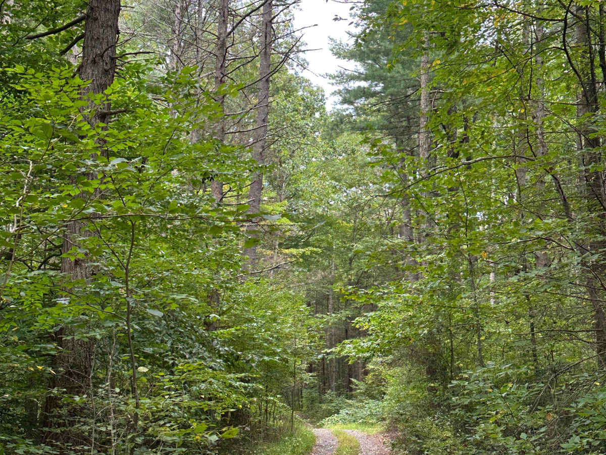 Kephart Run trail photo
