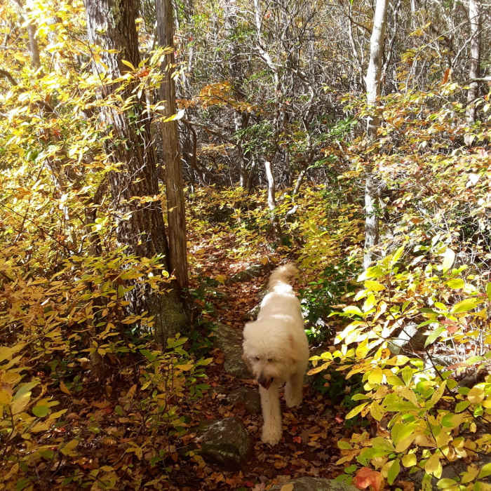 The basic condition of the trail looping around the pond is low and close to the water. Near Green Falls Narragansett Loop