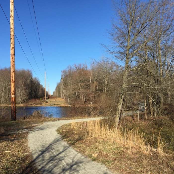 Near Swamp Forest Trail (Lums Pond)