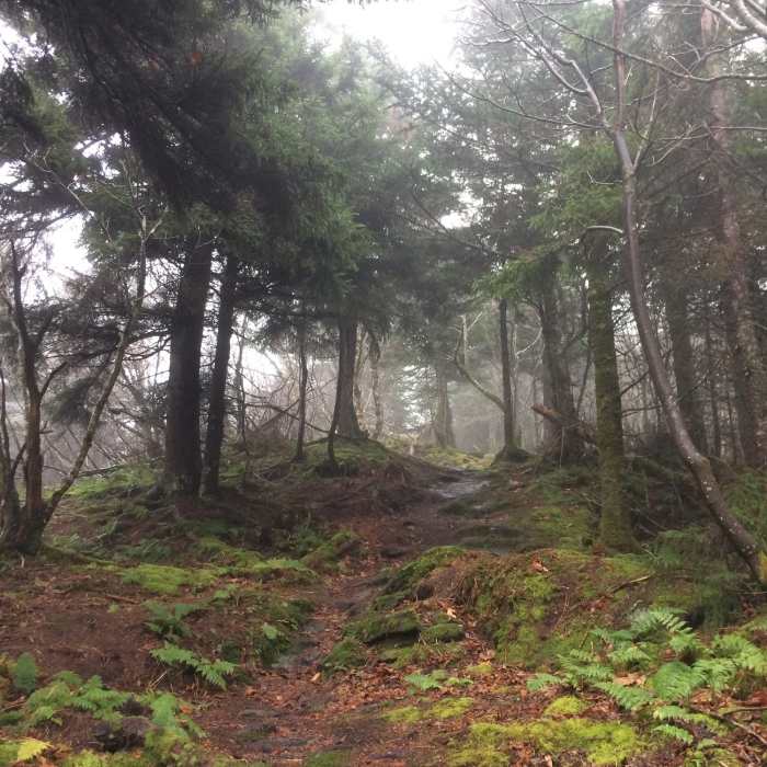 Misty ridgeway trail. Near The Long Trail's Northern Terminus