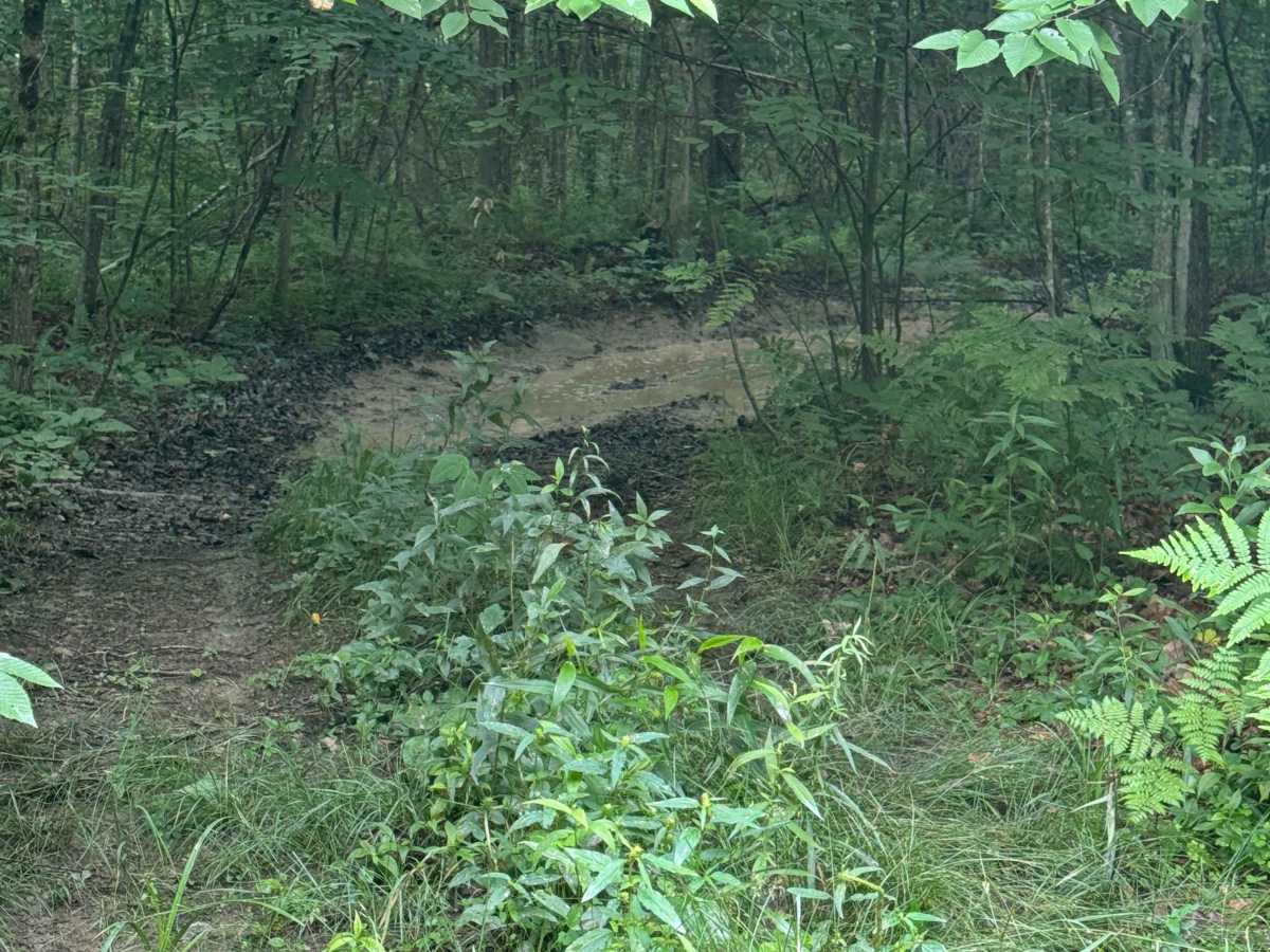 Trail 62 photo 5