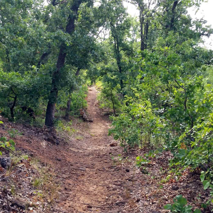 Part of the Main Pond Trail goes through oak forest Near South Pond Trail