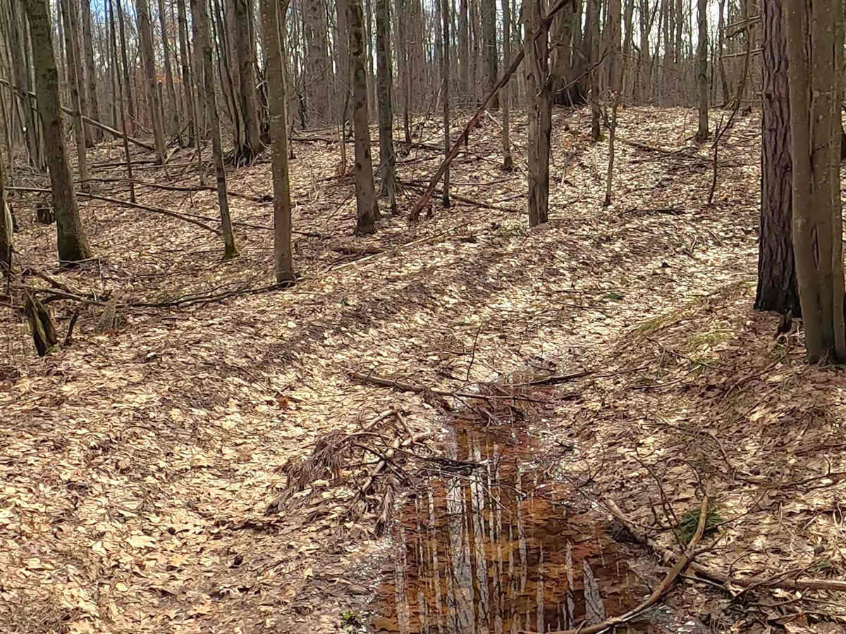 ORV H-57 5 & 8 : Mack- Maltby Hills Loop Trail photo 6