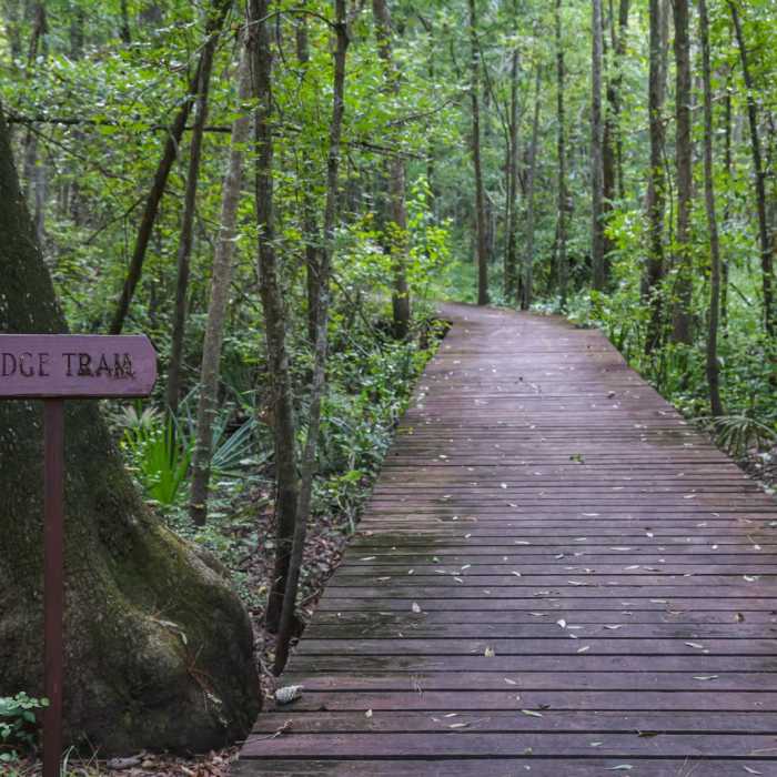 Near Sand Hills Trail via Ridge / Holly Trails Near Sand Hills Trail via Ridge / Holly Trails
