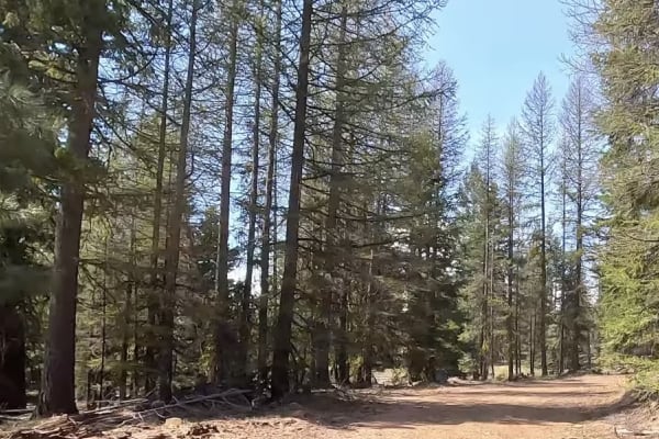 Green cabin road
