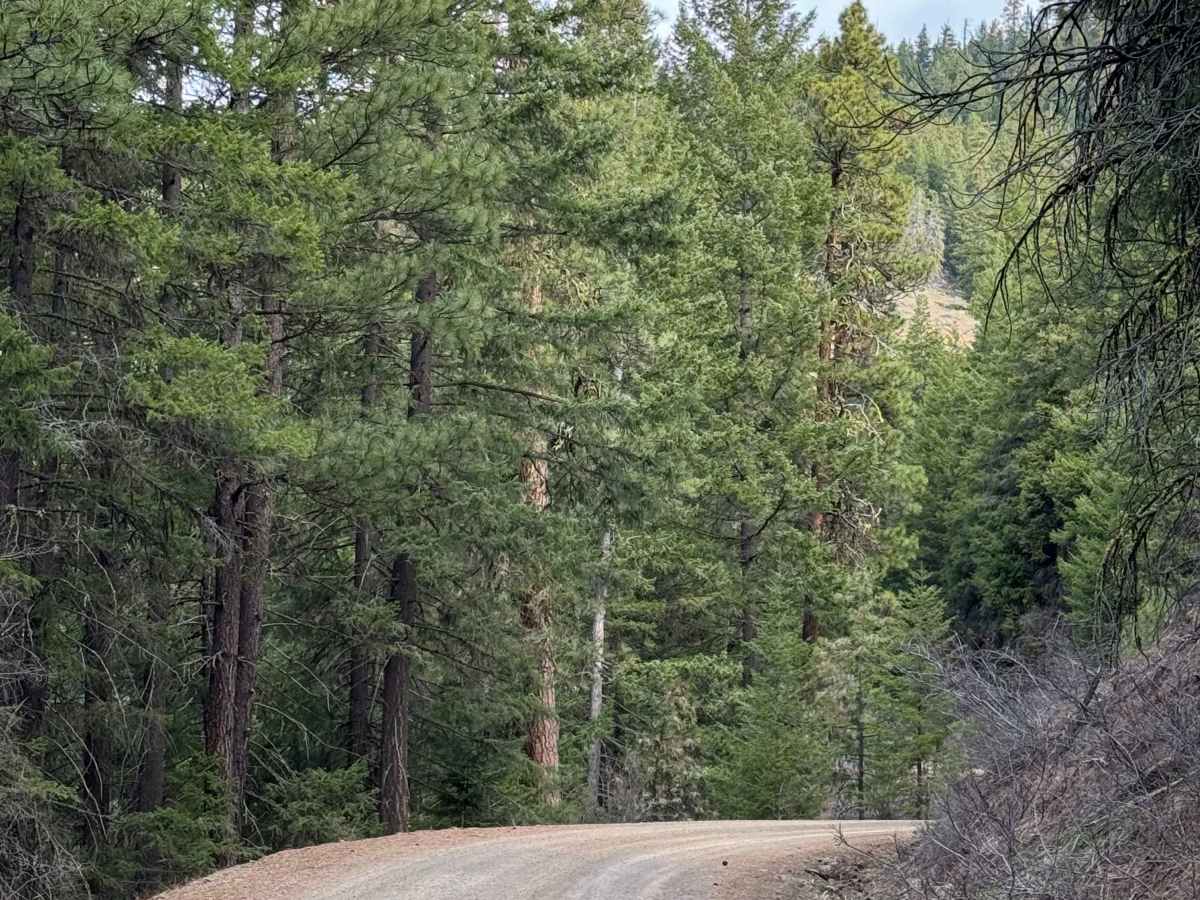 Russell Ridge - FS 1306 trail photo