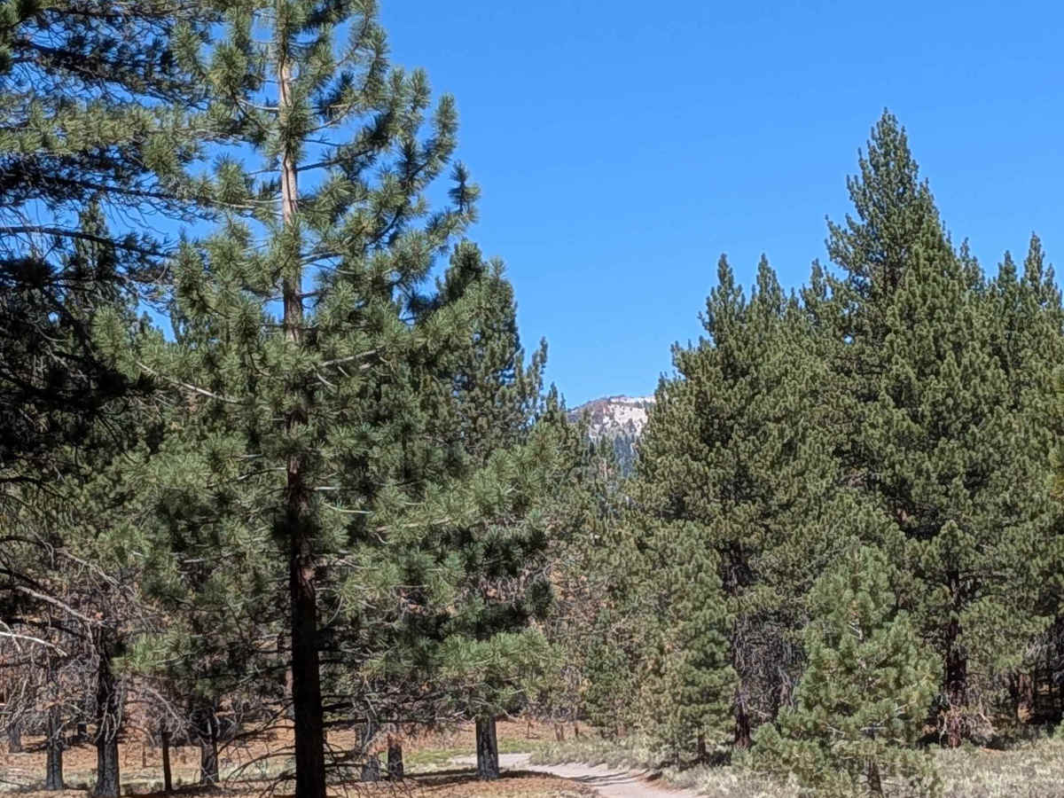 Forest Service Road 3S22 photo 6