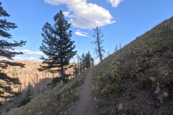Warfield-South Fork - FS 7151