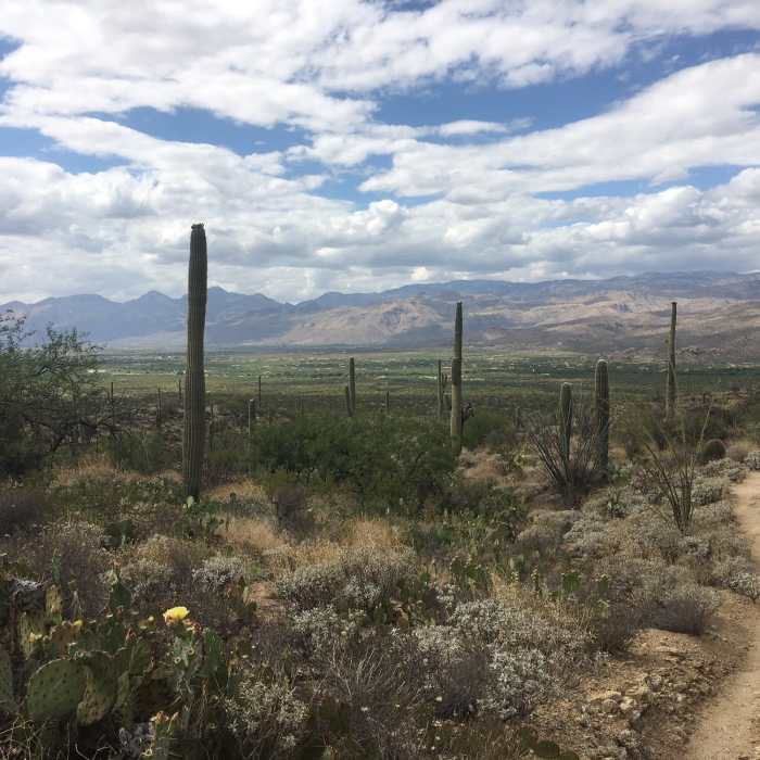 Looking out over the Tanque Verde Valley. The Catalina Mountains and Mt Lemmon in the distance. Brittle Brush, The Yellow flowers of the Prickly Pear, Ocotillo, Saguaros and Mesquite tress are definitely plentiful in the Sonoran Desert. Near Wildhorse Trail